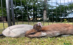 Netherland Dwarf rabbits for sale: Beautiful Purebred Netherland Dwarf Bunnies - Image 2