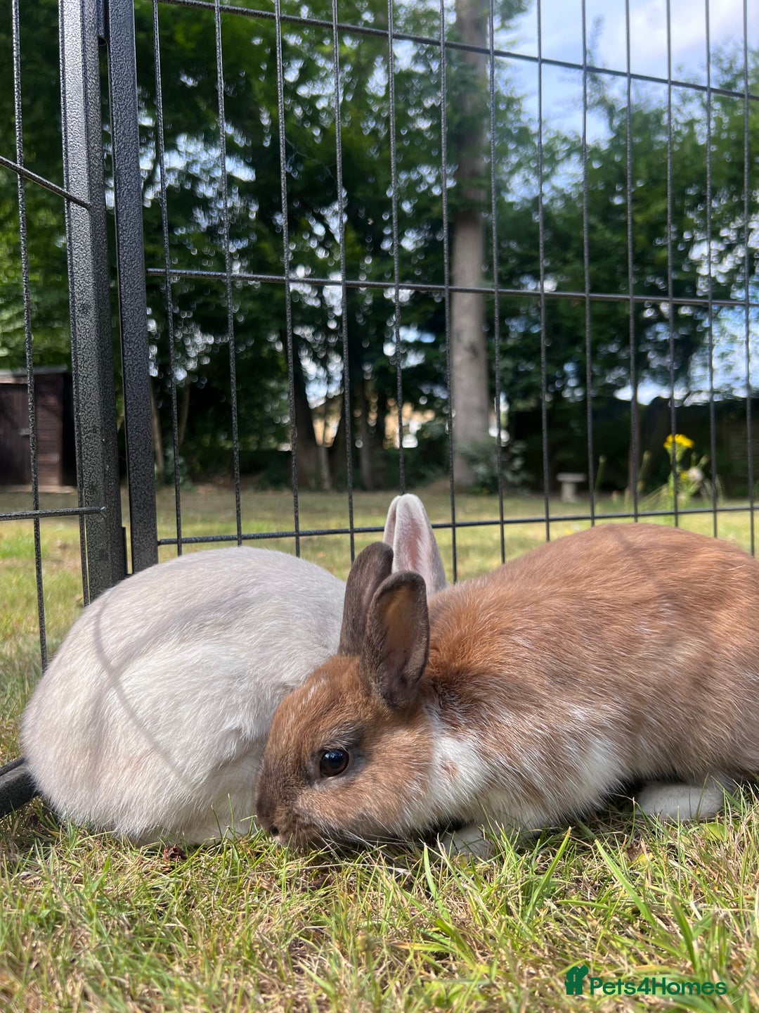 Netherland Dwarf rabbits for sale: Beautiful Purebred Netherland Dwarf Bunnies - Image 2