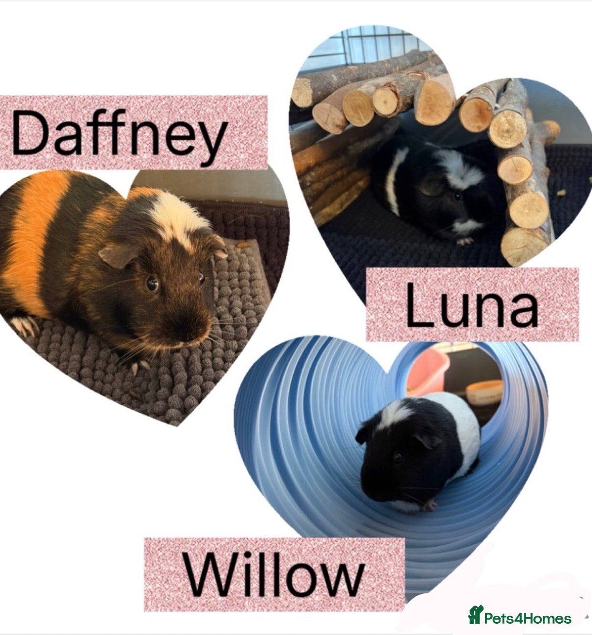 Guinea Pig rodents Bonded Guinea Pigs - Advert 2