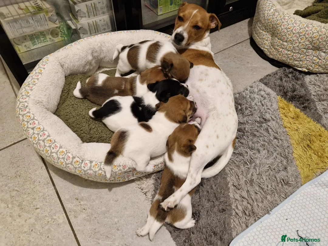 Jack Russell dogs for sale: Beautiful Jack Russell Puppies x 5 Boys  - Advert 18