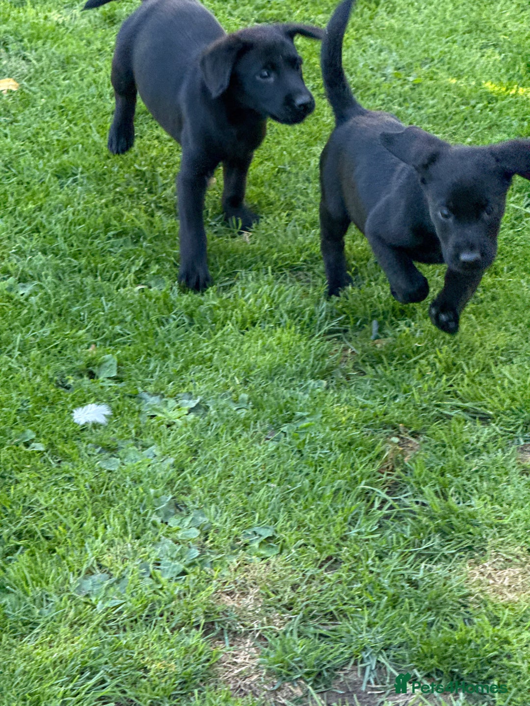 Labrador Retriever dogs for sale: Last gorgeous Labrador dog puppy - Image 1