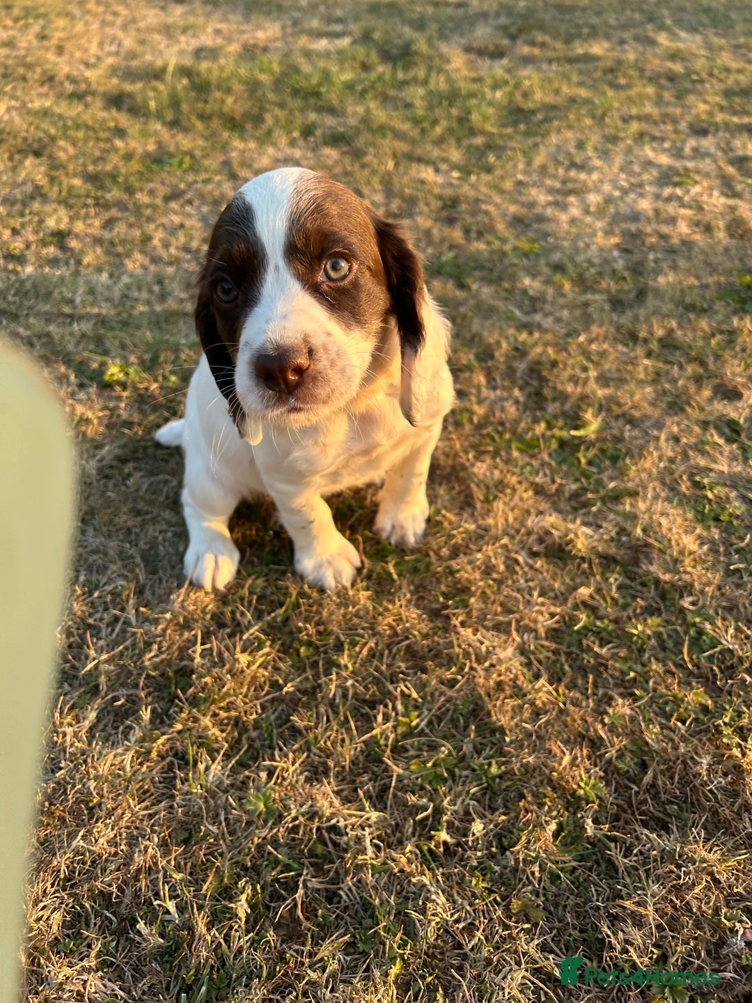 Cocker Spaniel dogs for sale: KC working Cocker Spaniels - Image 5
