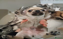 Chihuahua dogs for sale: Last little boy - Advert 5