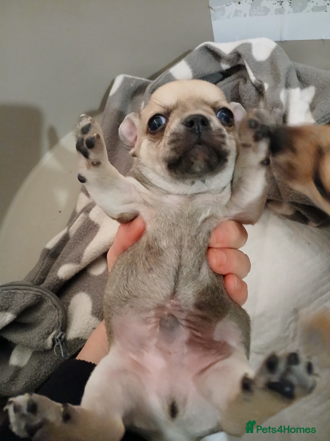 Chihuahua dogs for sale: Last little boy - Advert 5