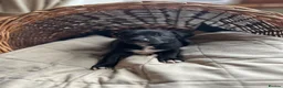 Mixed Breed dogs for sale: Rhodesian Ridgeback X Canaan Dog Puppies  - Advert 16