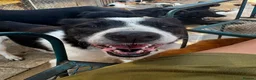 Mixed Breed dogs for adoption: Lola - Norwich Norfolk  in Norwich - Advert 7