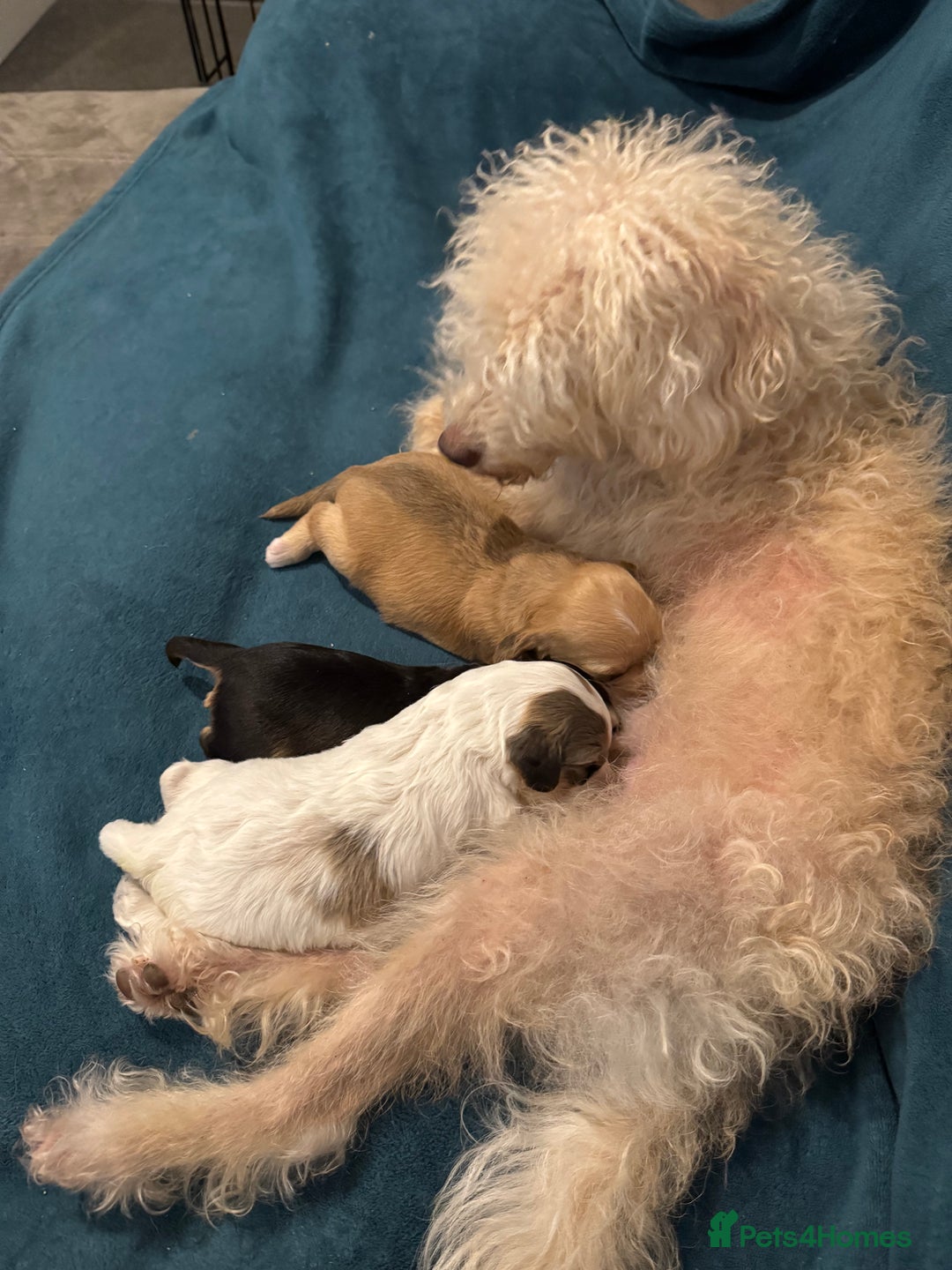 Cockapoo dogs for sale: Cockapoo puppies  - Image 7