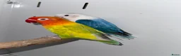 Lovebirds birds for sale: Mutation Love Bird for sale  - Advert 5
