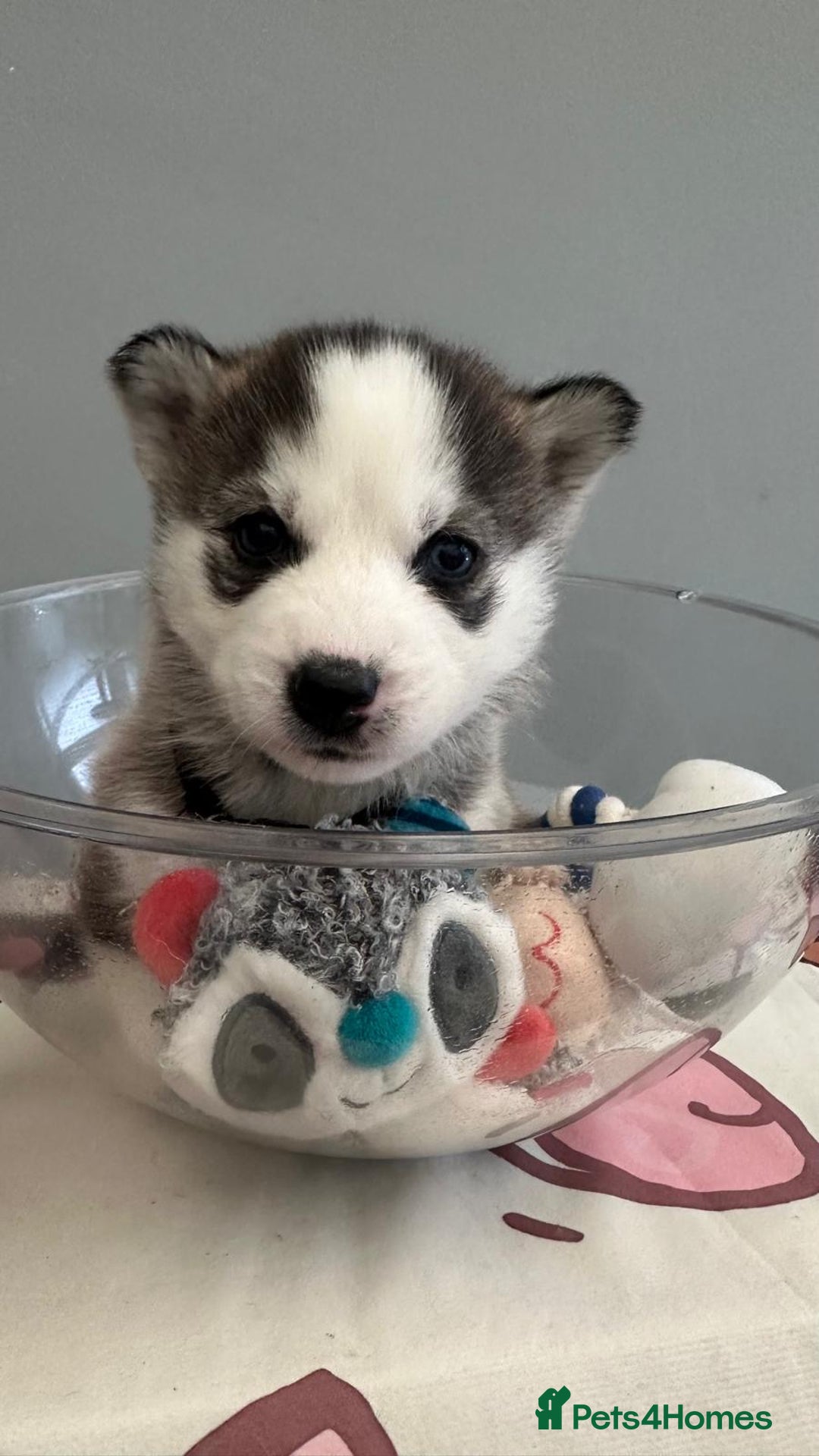 Mixed Breed dogs for sale: 5 Lovely Samsky (4 boys 1 girl) Last boy! - Advert 10