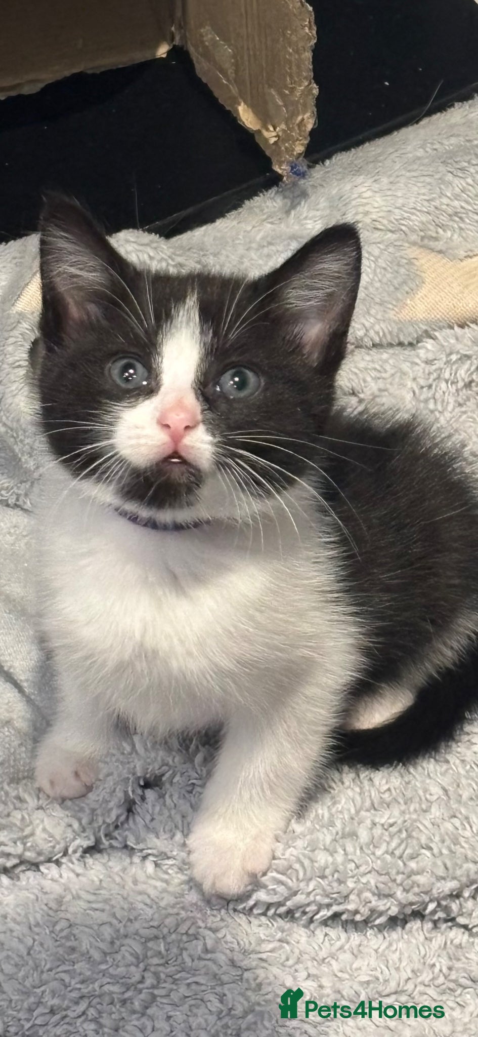Mixed Breed cats Gorgeous female kitten - Advert 11