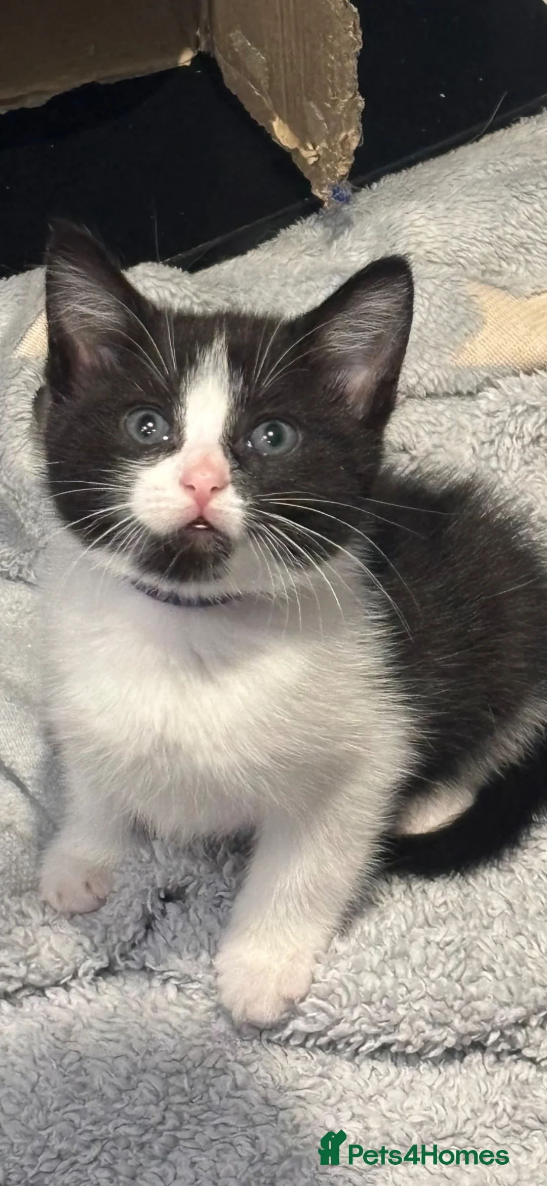 Mixed Breed cats for sale: Gorgeous female kitten - Advert 1