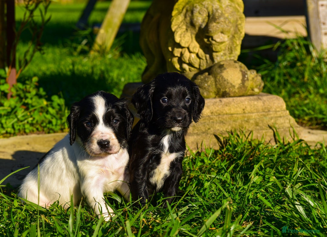 Sprocker dogs for sale: Beautiful Springer Spaniel KC Health Clear Parents - Image 5