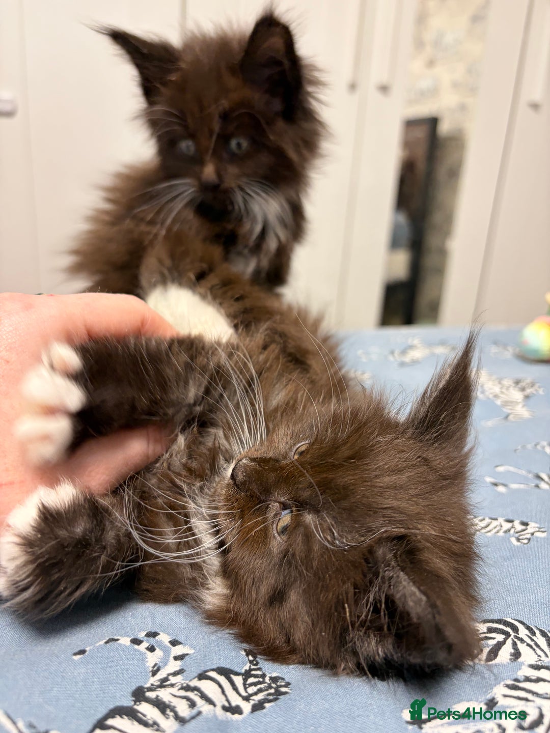 Maine Coon cats for sale: Champion Russian line full Maine coon kittens - Advert 4