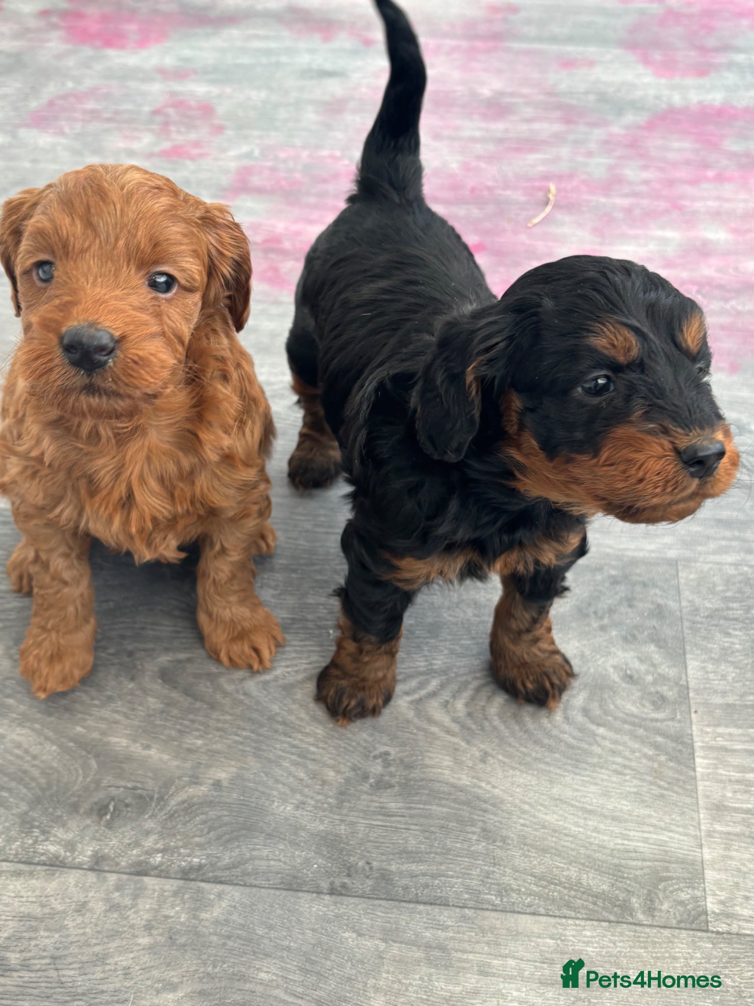 Cockapoo dogs Cockapoo Puppies  - Advert 15