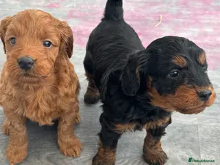 Cockapoo dogs Cockapoo Puppies - Advert 15