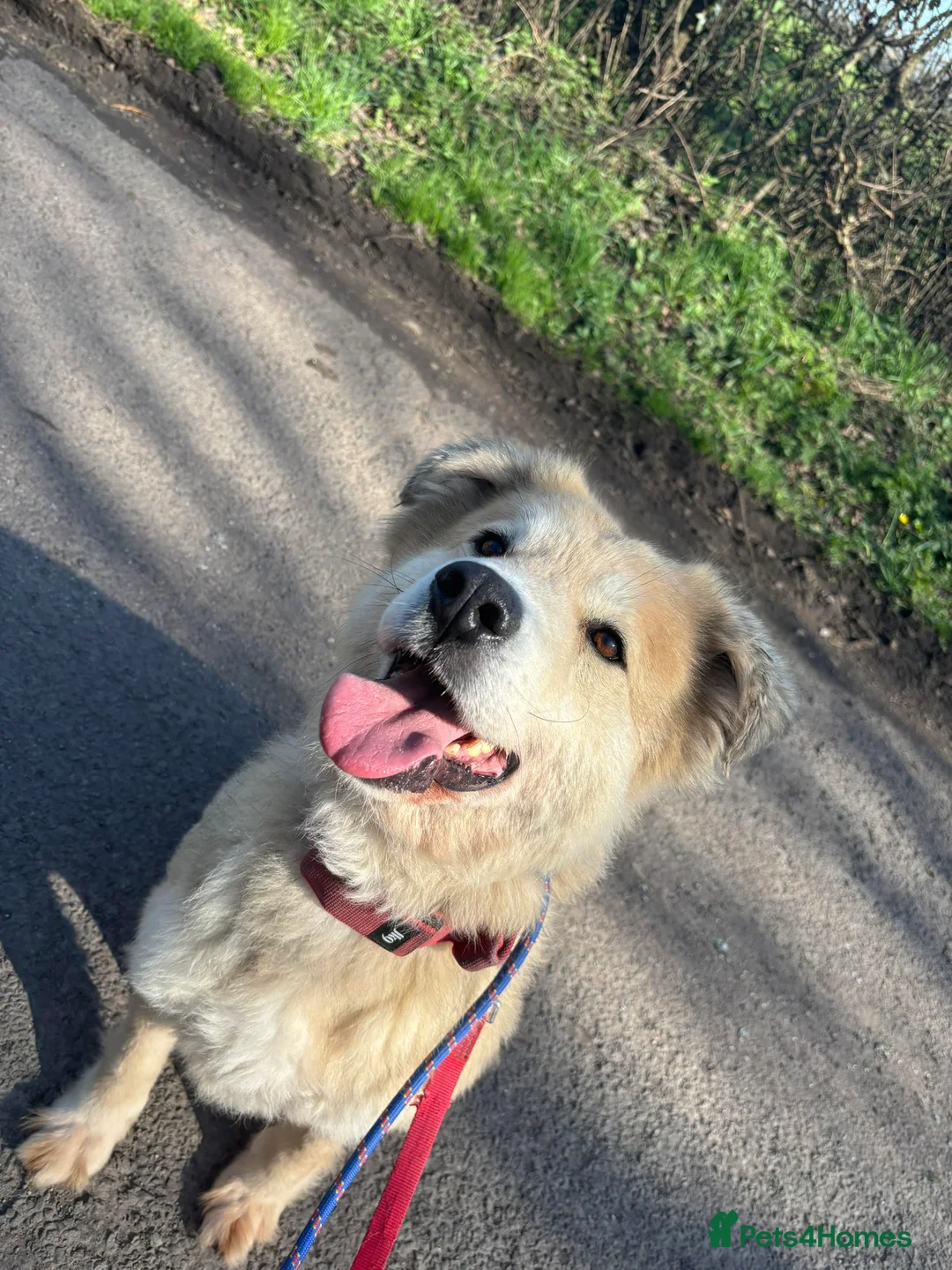 Mixed Breed dogs for adoption: Meet Paddy, currently residing in Cheshire  in Nantwich - Advert 12