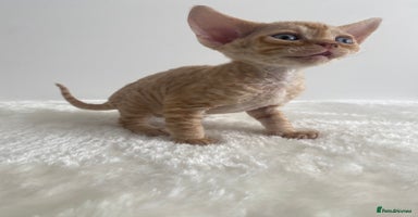 Devon Rex cats - Advert 5