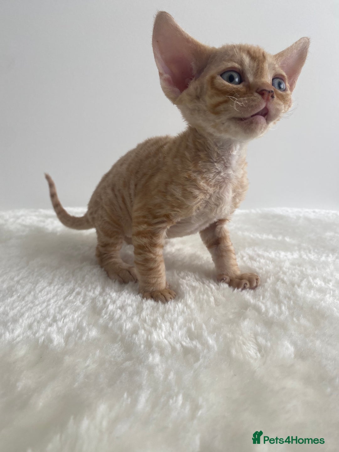 Devon Rex cats for sale: Devon Rex - Image 2