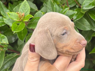 Miniature Dachshund dogs KC Mini Smooth haired Dachshunds - Advert 5