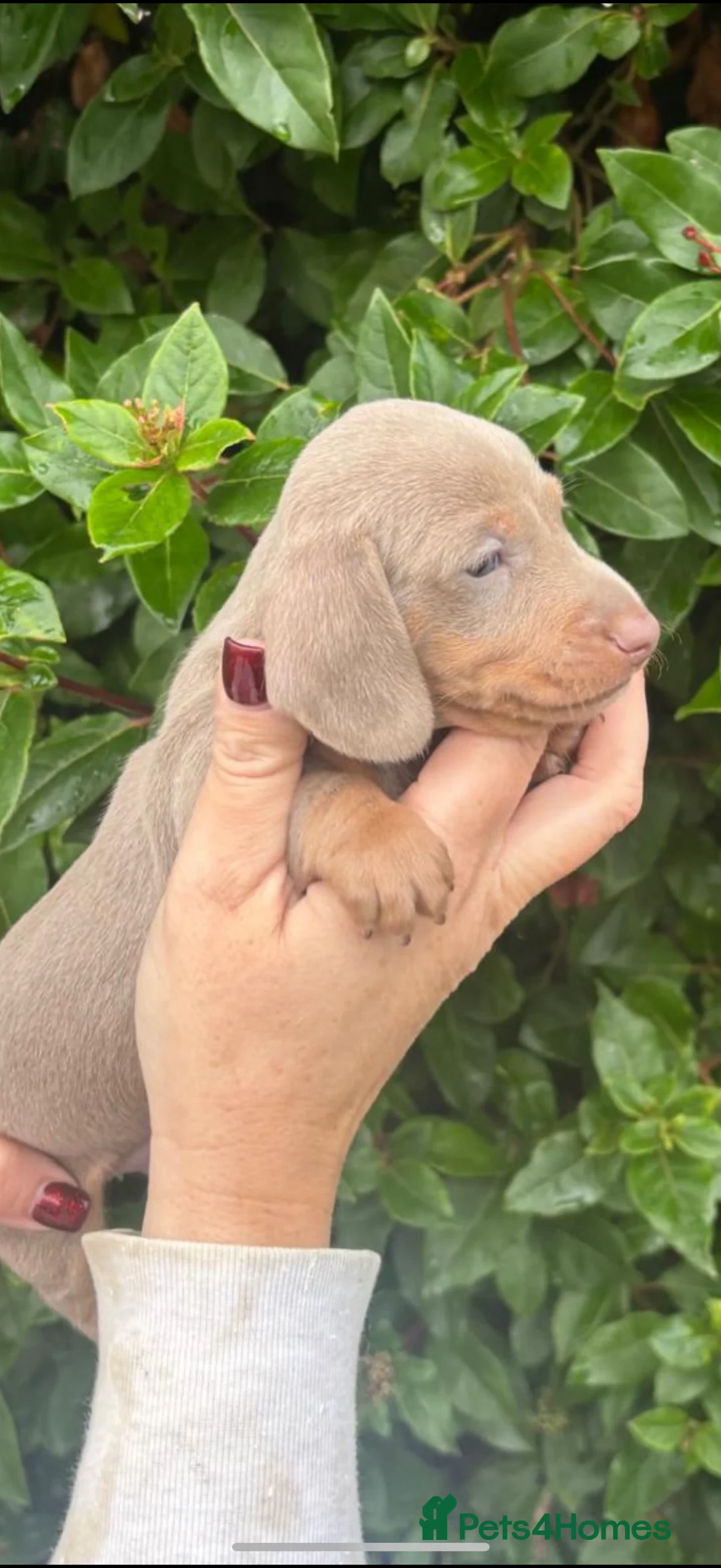 Miniature Dachshund dogs for sale: KC Mini Smooth haired Dachshunds  - Advert 5