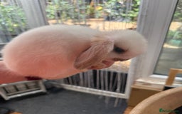 Mini Lop rabbits for sale: 1 male baby mini lop bunnies AVAILABLE   - Image 6