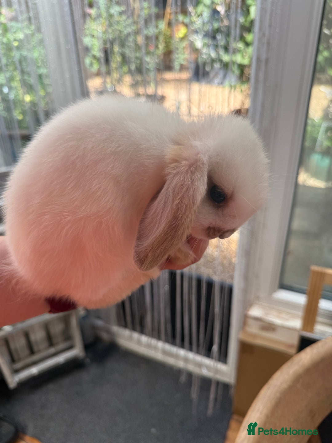 Mini Lop rabbits for sale: 1 male baby mini lop bunnies AVAILABLE   - Image 6