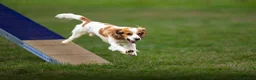 Cocker Spaniel dogs for stud: Fully health tested KC cocker spaniel for stud - Advert 2