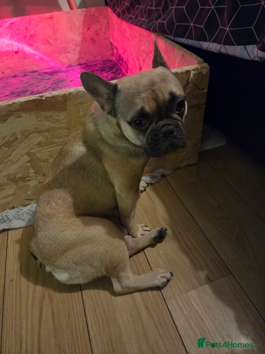 French Bulldog dogs for sale: 5 beautiful male french bulldog puppies  - Image 25