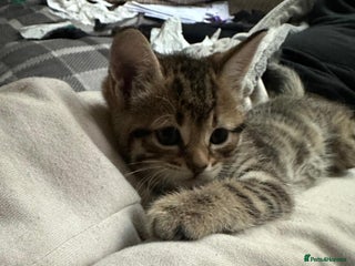 Mixed Breed cats Beautiful 2 angles lovely attitude - Advert 1