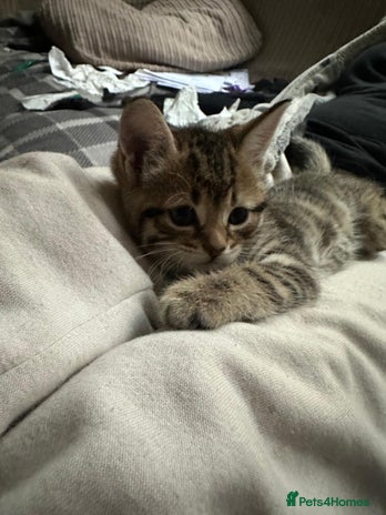 Mixed Breed cats Beautiful 2 angles lovely attitude - Advert 1