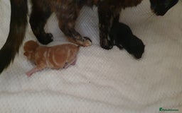 Mixed Breed cats for sale: Adorable kittens  - Image 16