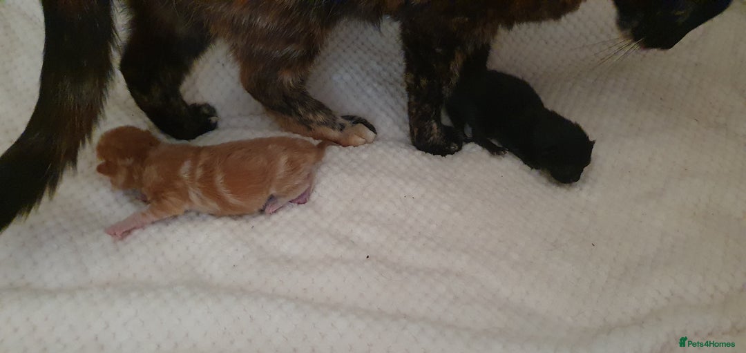 Mixed Breed cats for sale: Adorable kittens  - Image 16