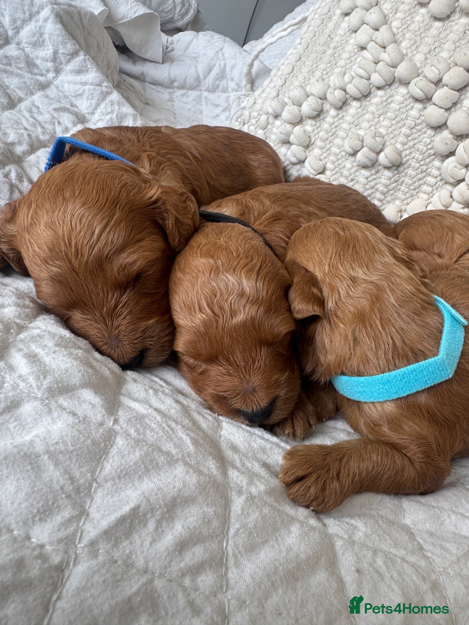 Cavapoo dogs Beautiful Red Cavapoo Puppies - Advert 2