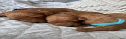 Cavapoo dogs for sale: Beautiful Red Cavapoo Puppies - Advert 2