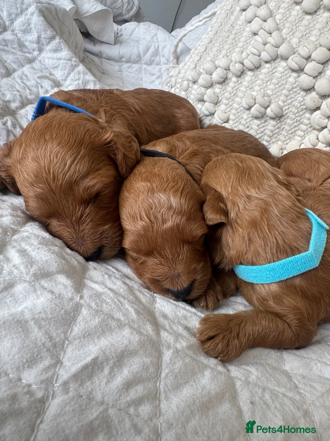 Cavapoo dogs for sale: Beautiful Red Cavapoo Puppies - Advert 2