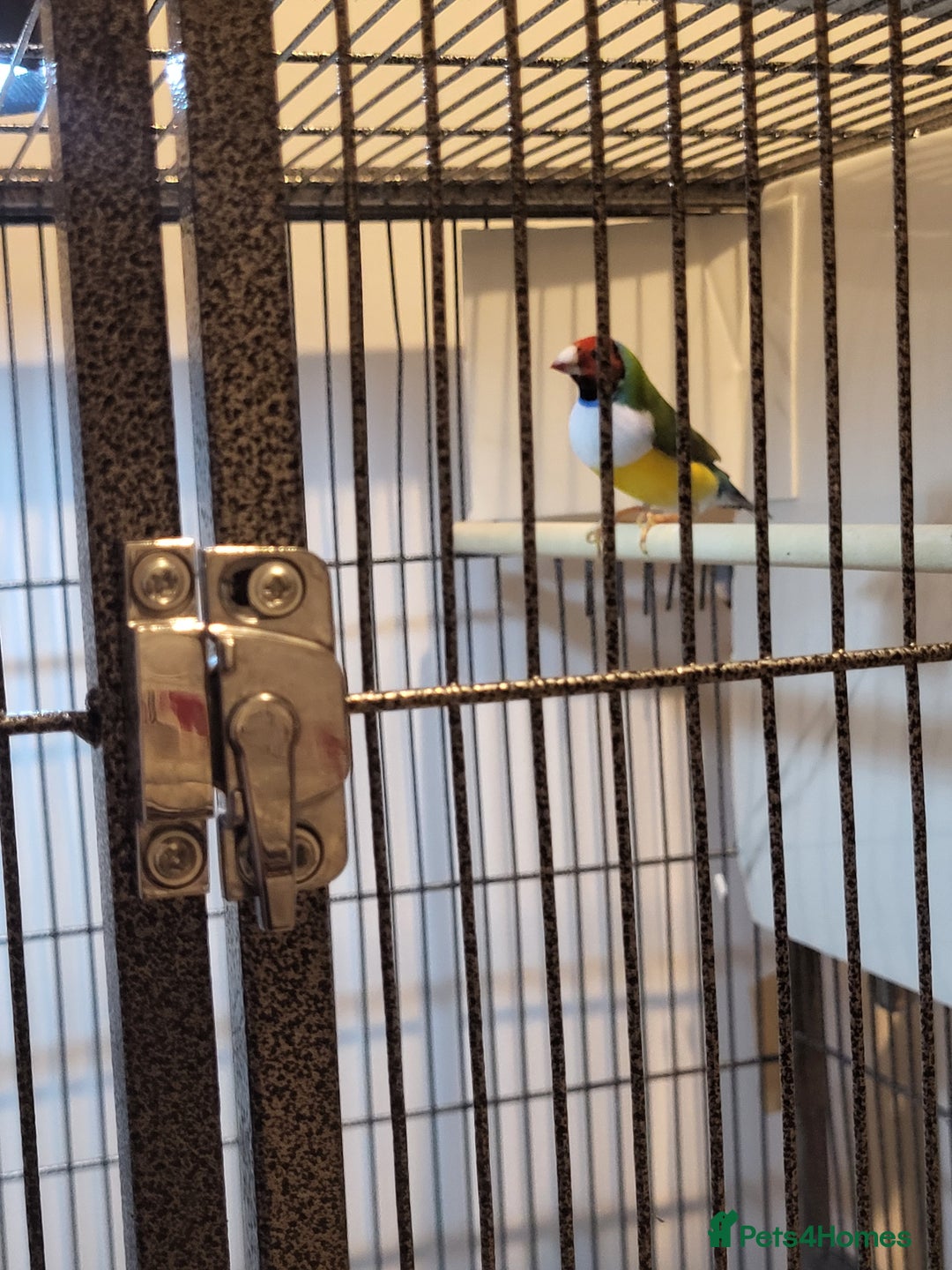 Finches birds for sale: Gouldian finches pairs  - Image 10