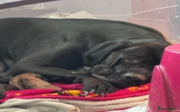 Mixed Breed dogs for sale: Cane corso x spaniel  - Image 6