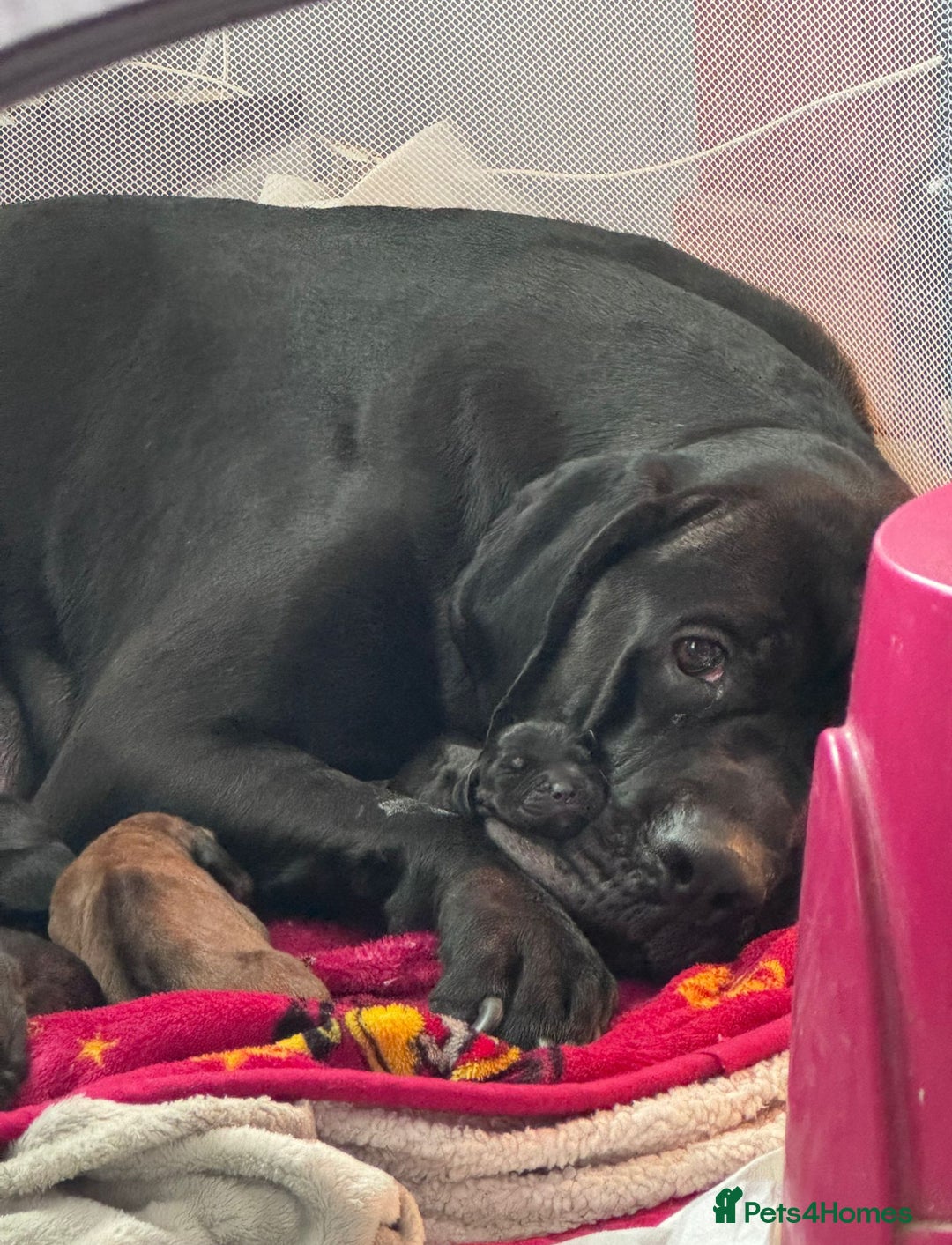 Mixed Breed dogs for sale: Cane corso x spaniel  - Image 6