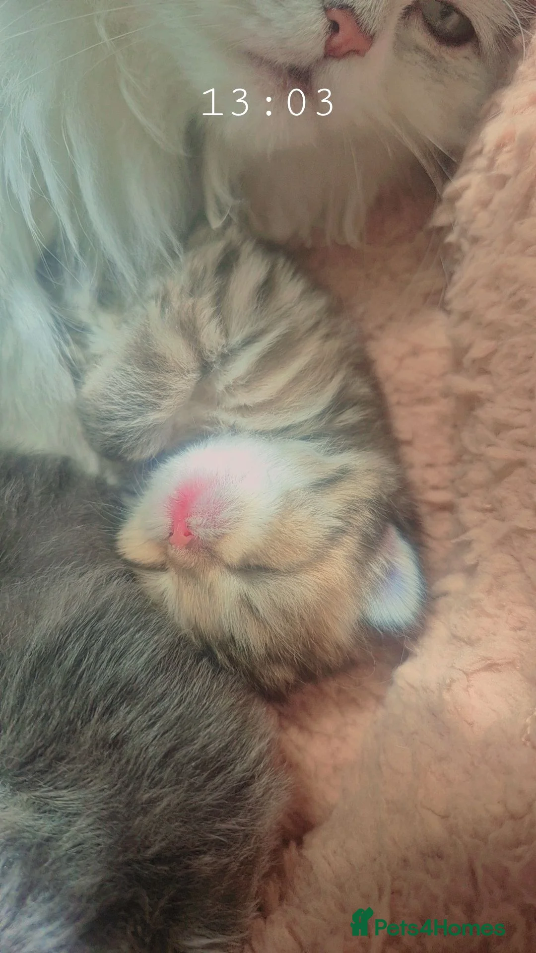 Persian cats for sale: 5 female Kitten for sale in Manchester - Advert 14
