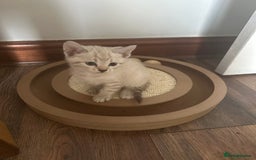 Bengal cats for sale: Stunning bengal/ragdoll kittens  - Image 13