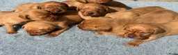 Labrador Retriever dogs for sale: Beautiful Fox Red Labrador Pups - Advert 3