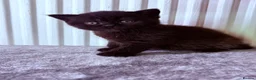 British Shorthair cats for sale: 🌟GCCF BSH Kittens Beautiful Variety of Colours 🌟 - Advert 8