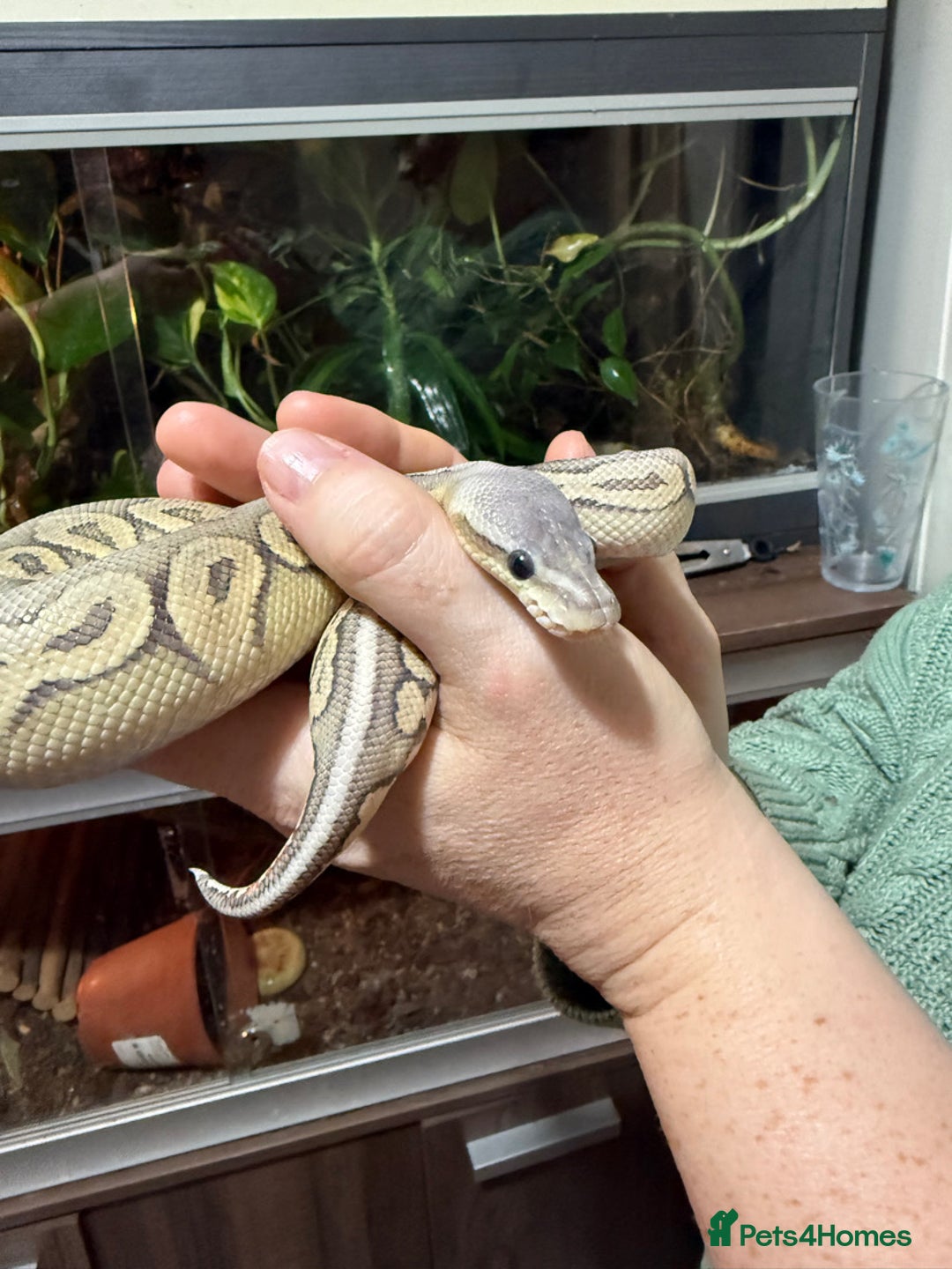 Python Snake reptiles for sale: Meet Mr Sprinkles - Image 5