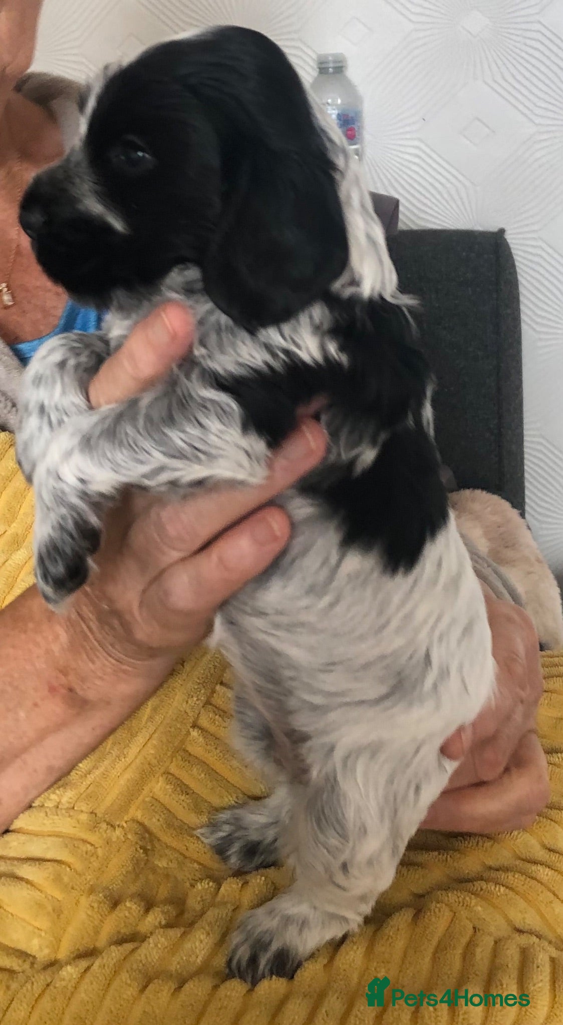 Cocker Spaniel dogs 1 Beautiful show Cocker Girl available 😁 - Advert 2
