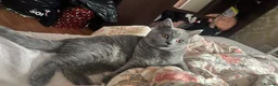 British Shorthair cats for sale: 2 boys is looking home  - Advert 7