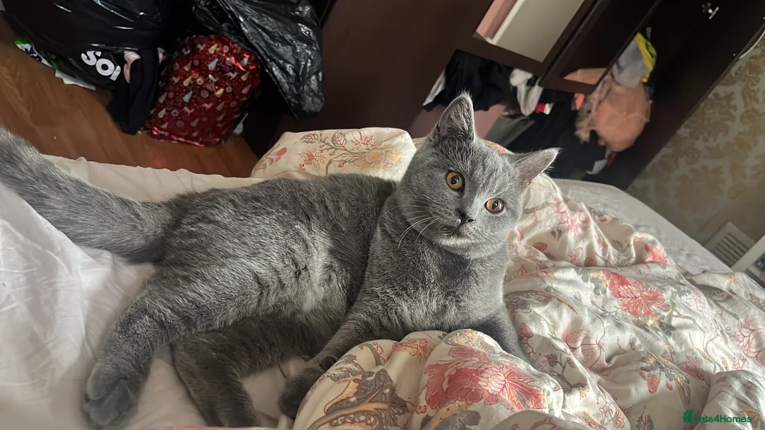 British Shorthair cats for sale: 2 boys is looking home  - Advert 7