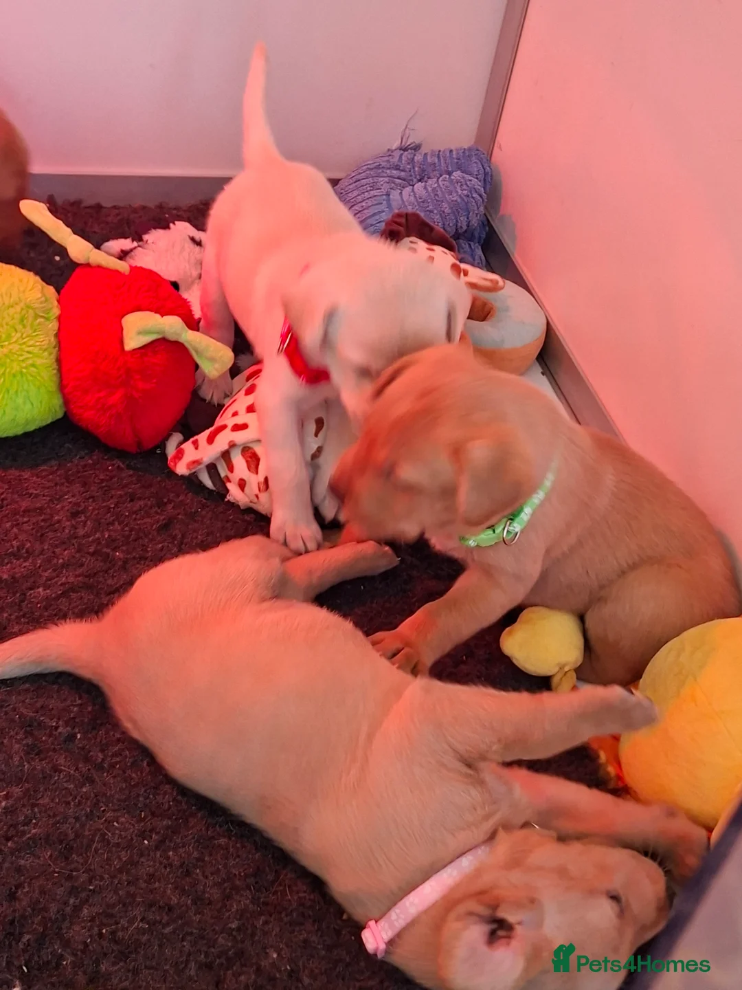 Labrador Retriever dogs for sale: Labrador Retriever litter - Advert 18