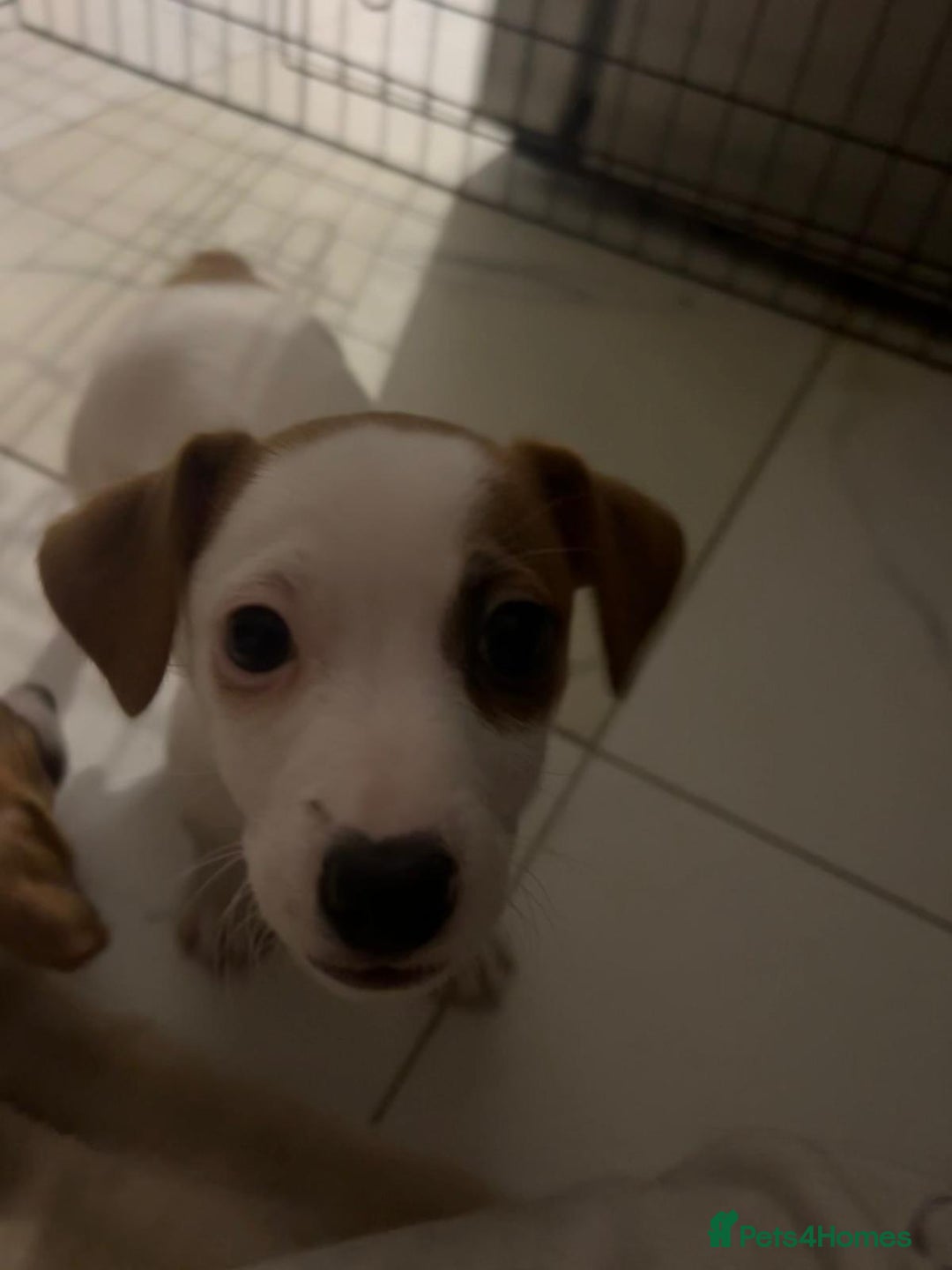Jack Russell dogs for sale: Ingars - Advert 8