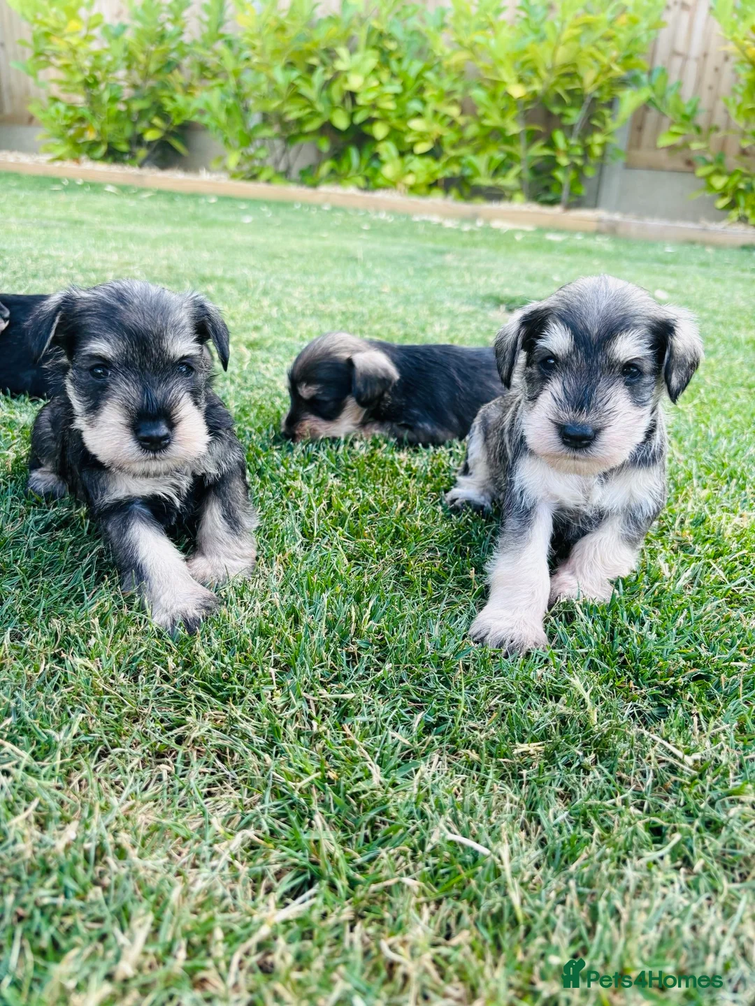 Miniature Schnauzer dogs for sale: Stunning litter of miniature schnauzers 🐶  in Sheerness - Advert 1