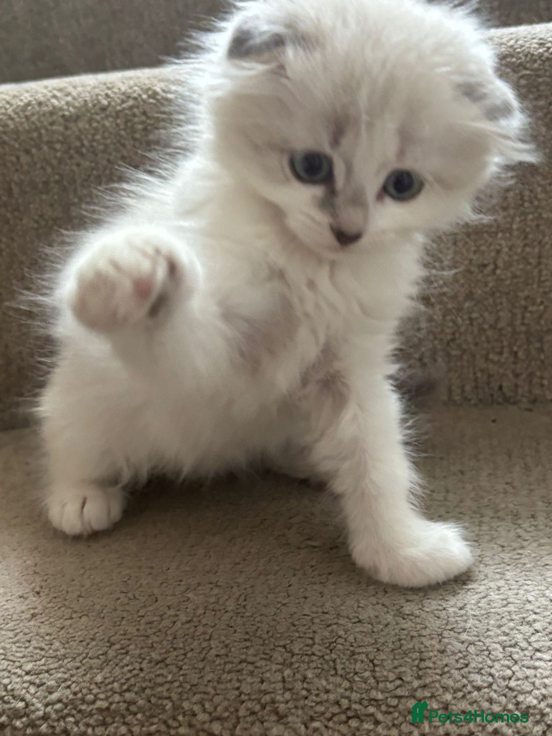 Scottish Fold cats for sale: Scottish fold kittens  - Image 3
